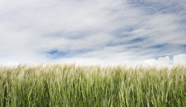 行大麦图片下载