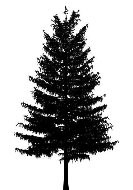 孤立在白色背景上的欧洲落叶松剪影图片下载