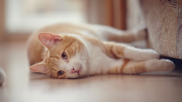 那只红中带白条纹的猫躺在地板上。图片下载