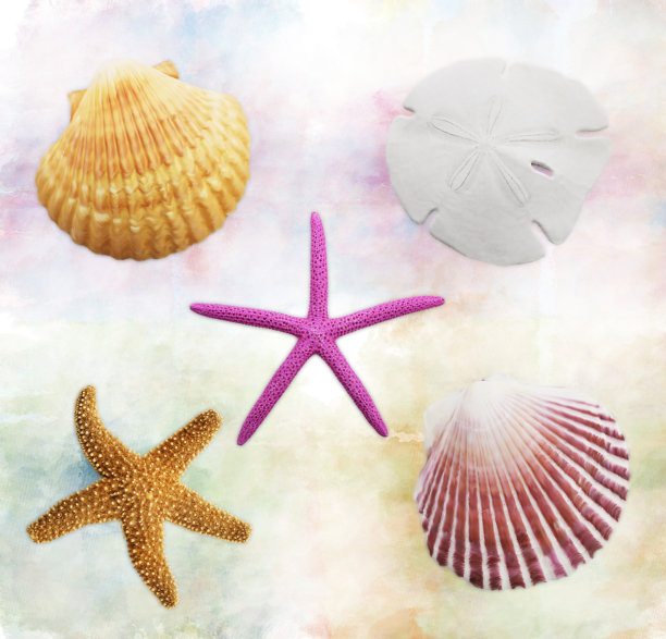 贝壳的背景图片下载