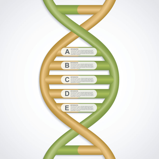 DNA螺旋结构的信息图。矢量设计元素。图片下载