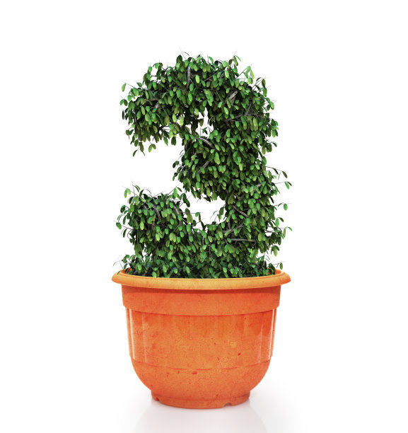 花盆里的3号树图片下载