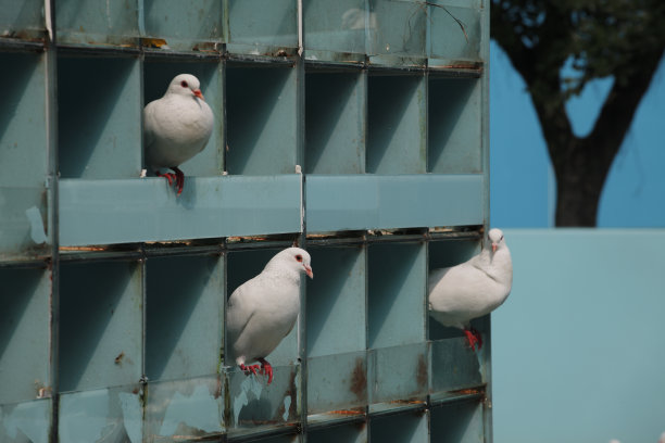 鸽子图片下载