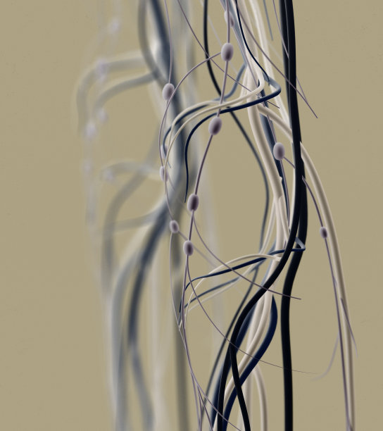 膝盖动脉和淋巴系统。人体解剖学。图片下载