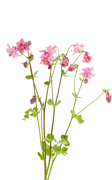 耧斗菜花孤立图片下载