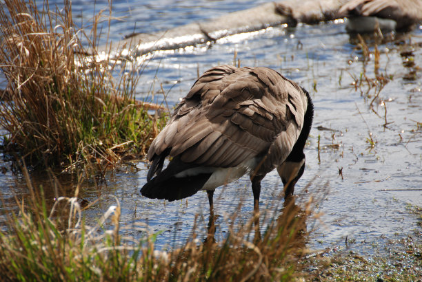 从湖里喝鹅图片下载