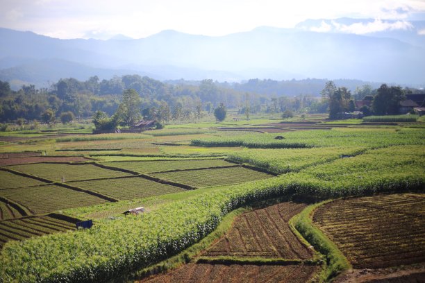 Fields in Nan在泰国图片下载