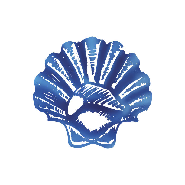 扇贝草图。海洋食品。图片下载