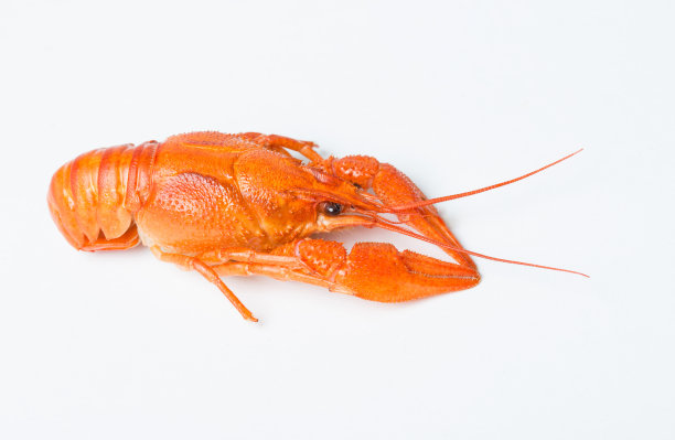 煮熟的小龙虾图片下载