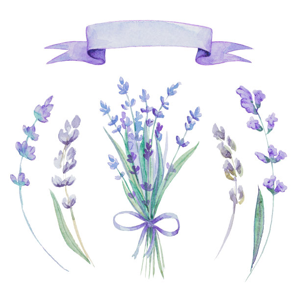 水彩薰衣草集图片下载