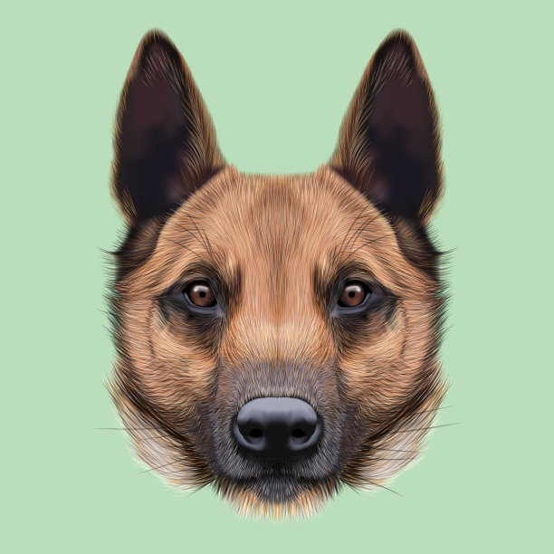 马利诺犬的插图肖像。图片下载