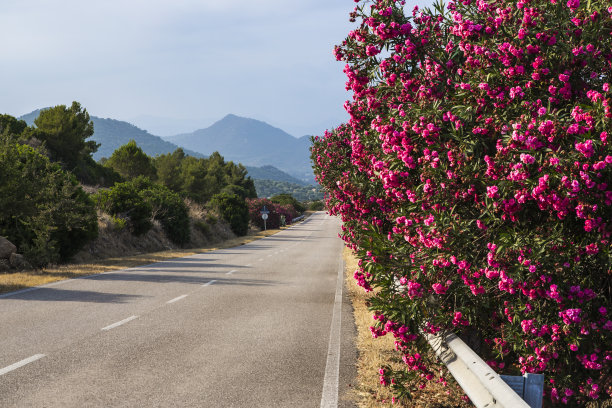 埃斯特拉达图片下载