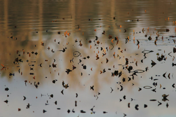 静水表面的秋季碎片与反射图片下载