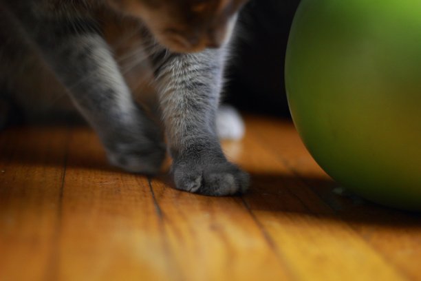 小猫在玩绿色的球图片下载