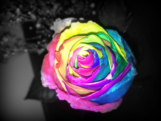 彩虹染色玫瑰图片下载