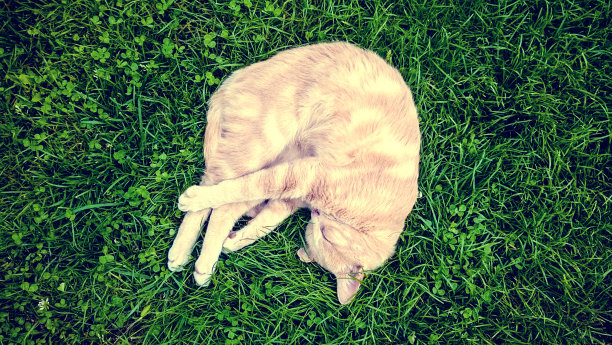 猫的睡眠图片下载