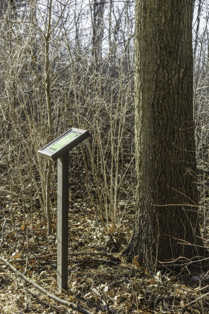 木头上的教育招牌图片下载