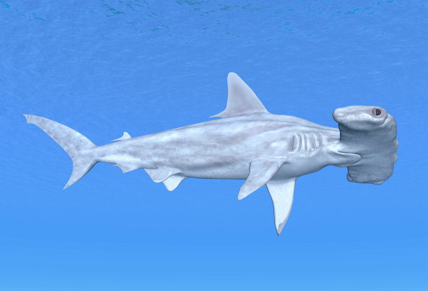 锤头鲨图片下载