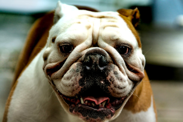 微笑的斗牛犬图片下载