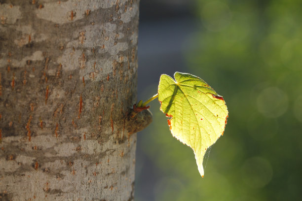 树干上发光的叶子图片下载