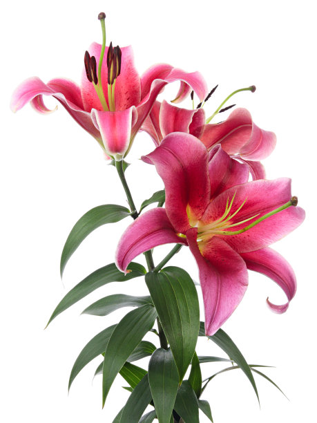 粉色的百合图片下载