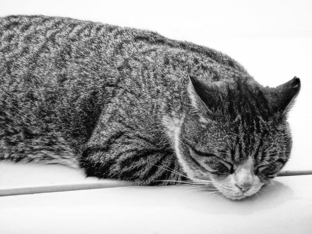 睡觉的猫-黑色和白色图片下载