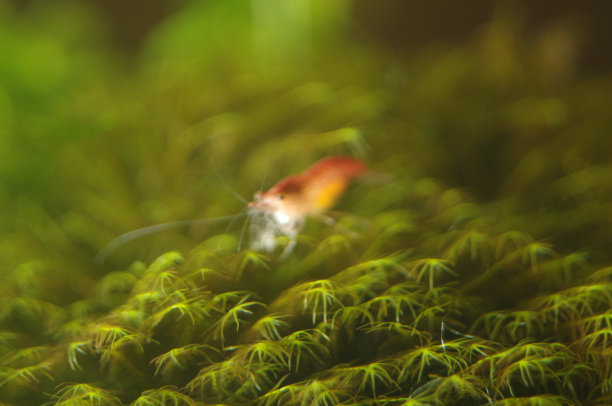 红虾和苔藓图片下载