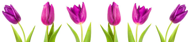 头部全景粉红色郁金香花全长图片下载