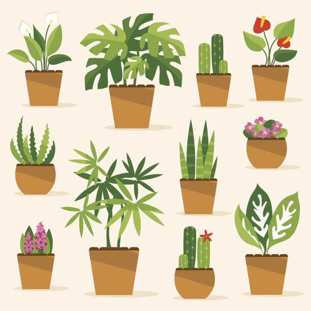 室内植物。矢量图素材图片