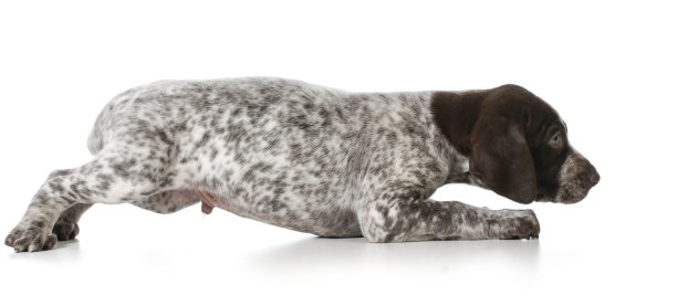 害怕小狗图片下载