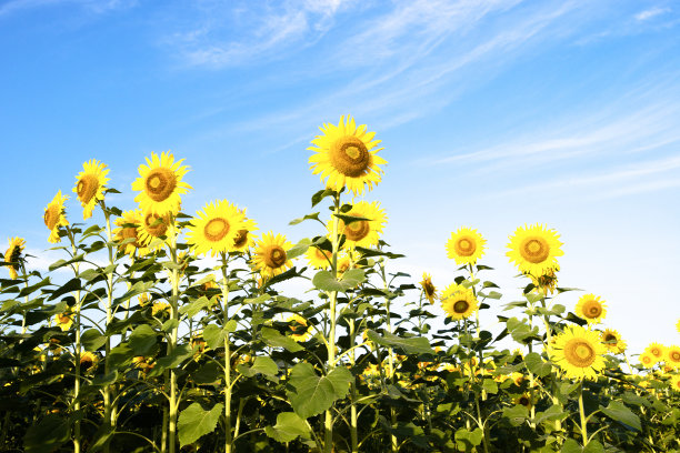 向日葵图片下载