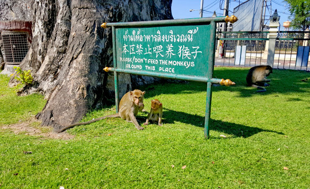 泰国，花园里的猴子一家图片下载