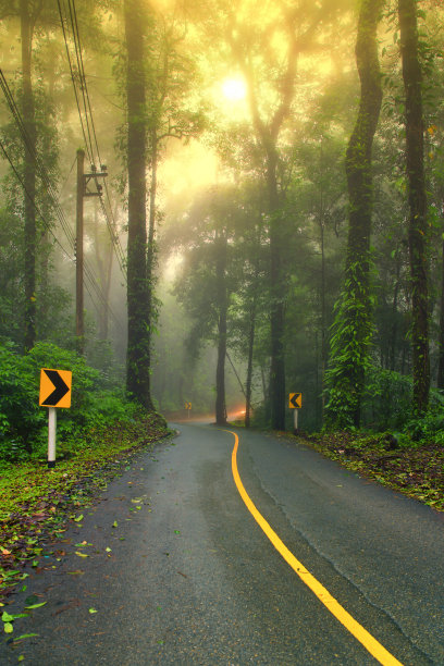 森林道路在晨雾蒙蒙的清晨与可见的阳光图片下载