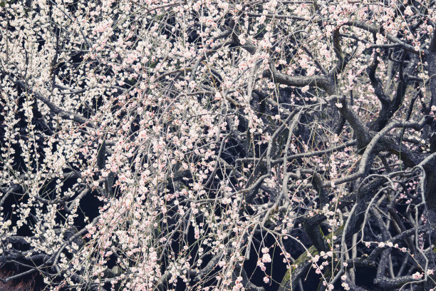 梅の木、梅の花图片下载