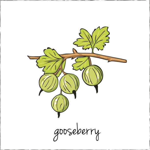 醋栗醋栗。浆果的集合。图片下载