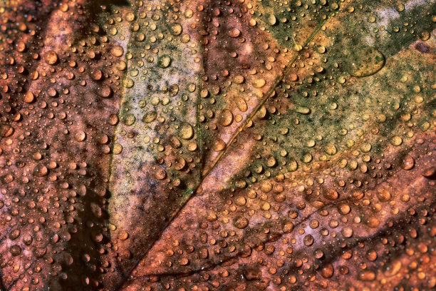 秋天的叶子图片下载