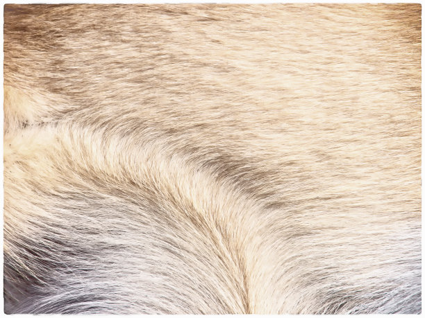 狗的皮毛背景图片下载