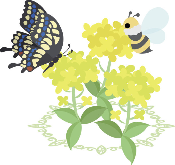 美丽的芸苔属植物图片下载