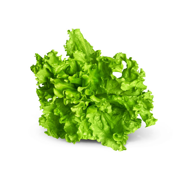 生菜图片下载
