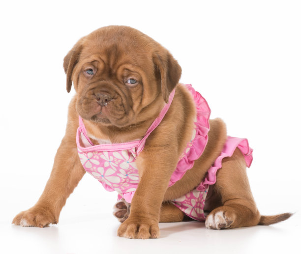 女性的小狗图片下载