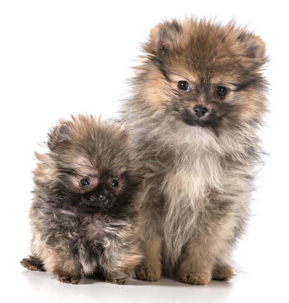 波美拉尼亚的小狗图片下载