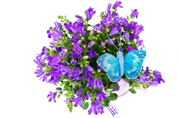 一束金钟花和一只假蝴蝶图片下载