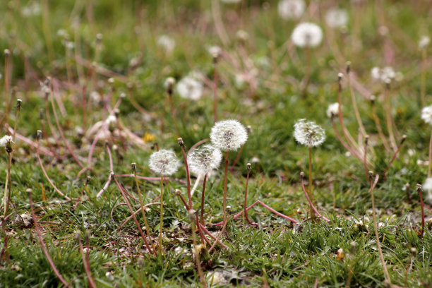 盛开的草。图片下载