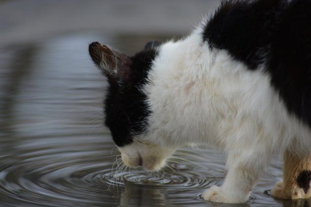 猫在水坑里喝水图片下载