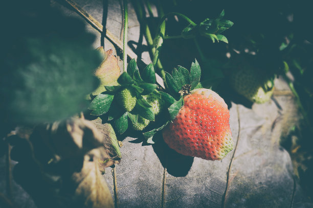 草莓植物图片下载