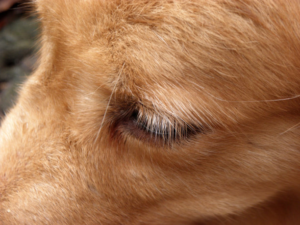 金毛猎犬图片下载