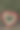 心型交感花图片下载