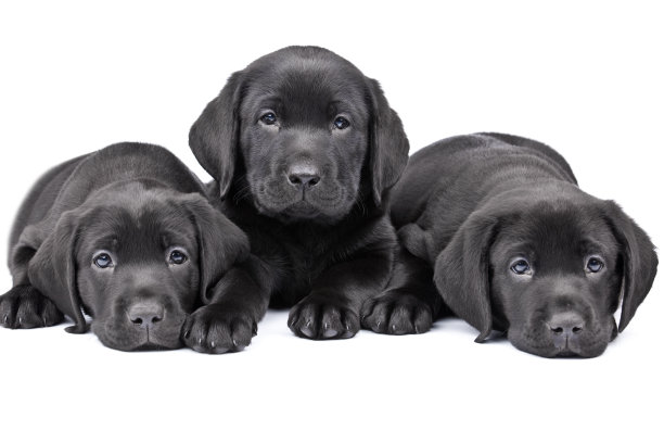 三只两个月大的黑色拉布拉多犬。图片下载