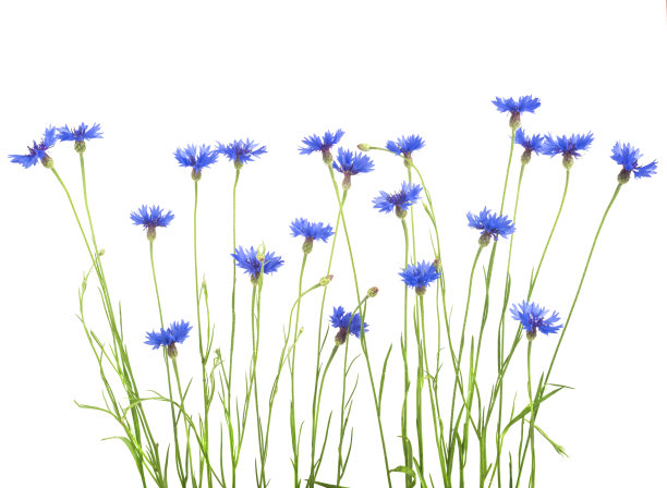 白色背景上的矢车菊花束素材图片
