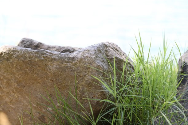 前景中的岩石，阿尔巴诺湖，在罗马省，意大利。图片下载